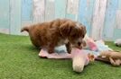Sweet Cavapoo Baby