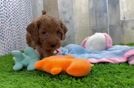 Mini Goldendoodle Puppy for Adoption