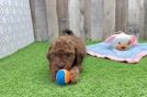 Best Cavapoo Baby