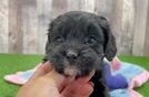 Petite Cavapoo Poodle Mix Pup