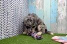 Cute Huskypoo Poodle Mix Puppy