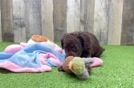 Mini Labradoodle Puppy for Adoption