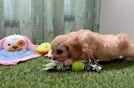 Meet Shania - our Cavachon Puppy Video