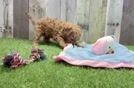 Energetic Cavoodle Poodle Mix Puppy