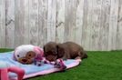 Meet Shirley - our Dachshund Puppy Video