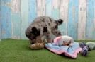 Meet Jeter - our Mini Pomskydoodle Puppy Video