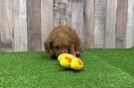 Funny Poodle Purebred Pup
