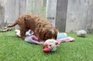 Cavapoo Puppy for Adoption
