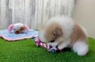 Pomeranian Pup Being Cute