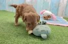 Hypoallergenic Cavadoodle Poodle Mix Puppy