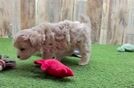 Popular Maltipoo Poodle Mix Pup
