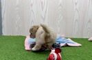 Small Maltipoo Baby