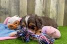 Sweet Mini Bernedoodle Baby