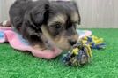 Yorkie Chon Puppy for Adoption