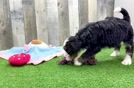 Mini Bernedoodle Pup Being Cute
