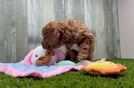 Smart Cavapoo Poodle Mix Pup
