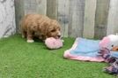 Little Mini Goldenpoo Poodle Mix Puppy