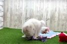 Meet Zevia - our Havapoo Puppy Video