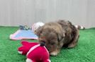 Shih Poo Puppy for Adoption