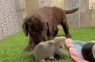 Funny Cockapoo Poodle Mix Pup