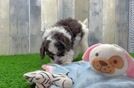 Fluffy Cockapoo Poodle Mix Pup