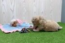 Playful Maltepoo Poodle Mix Puppy