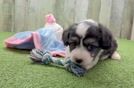 Aussiechon Puppy for Adoption