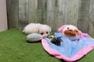 Meet Fantasia - our Pomachon Puppy Video