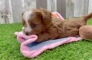 Small Cavapoo Baby