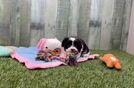 Meet Destiny - our Teddy Bear Puppy Video