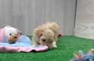 Meet Oaklyn - our Maltipoo Puppy Video