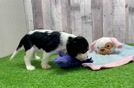 Cavalier King Charles Spaniel Puppy for Adoption