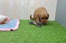 Meet Basil - our Mini Goldendoodle Puppy Video
