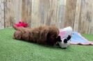 Happy Cavapoo Baby
