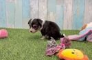 Aussiechon Puppy for Adoption