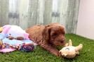 Cavapoo Pup Being Cute