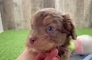 Cavapoo Pup Being Cute