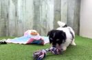 Meet Panda - our Maltipom Puppy Video
