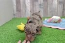 Adorable Havadoodle Poodle Mix Puppy