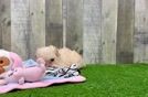 Petite Maltipoo Poodle Mix Pup