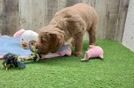 Mini Goldendoodle Puppy for Adoption