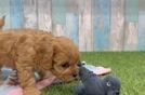 Small Cavapoo Baby