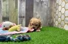 Best Maltipoo Baby