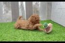 Cavapoo Puppy for Adoption