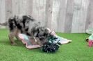 Energetic Aussie Poo Poodle Mix Puppy