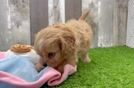 Cavapoo Pup Being Cute