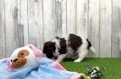 Playful Havanese Baby