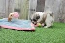 Meet Adele - our Teddy Bear Puppy Video