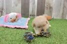 Maltipoo Puppy for Adoption