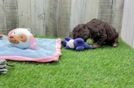 Sweet Shih Poo Baby